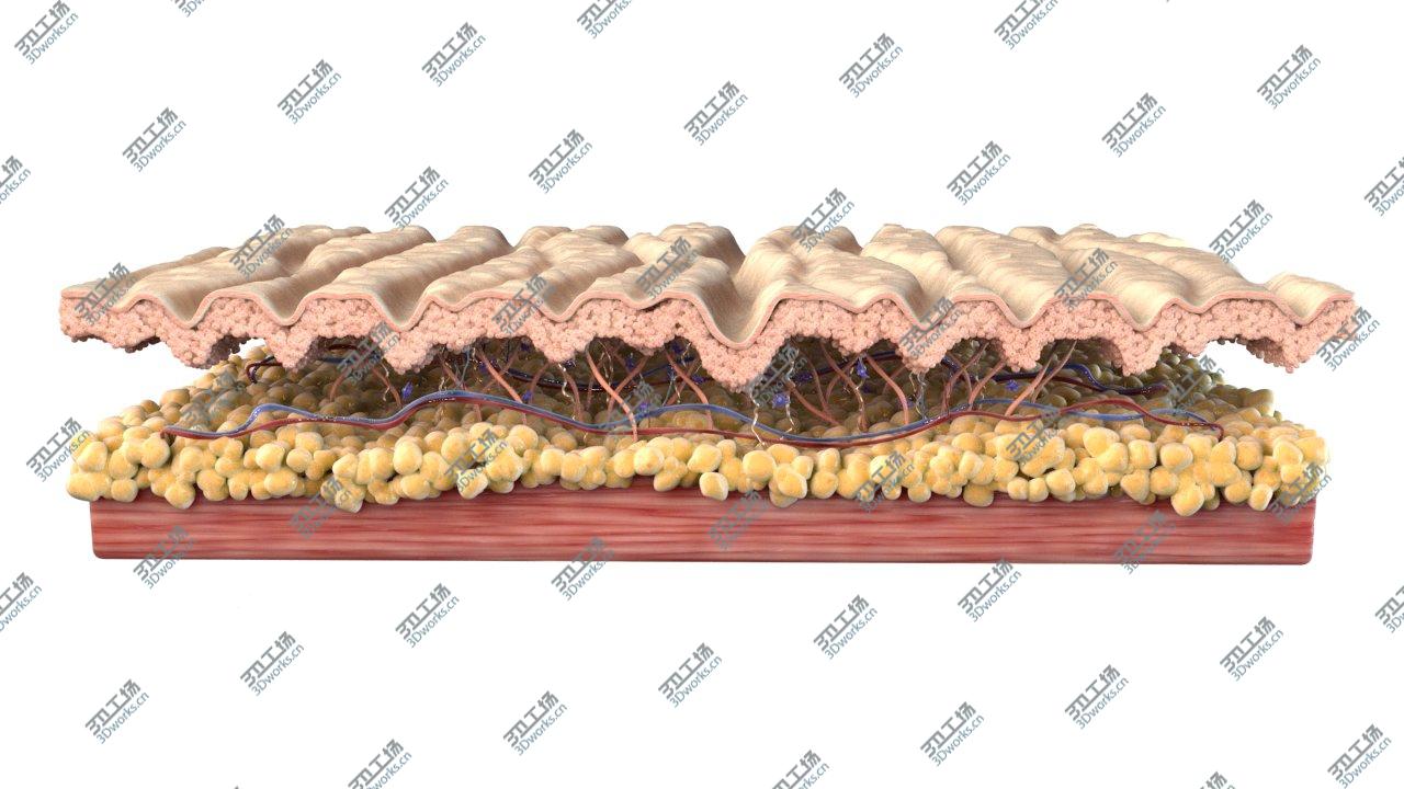 images/goods_img/202104023/Skin Cross Section 3D model/3.jpg